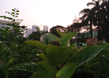 Saída de Estudo ao Observatório de Natureza e Parque do Ladário