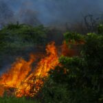 Intense wildfire burning amidst dense greenery, emitting thick smoke.