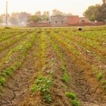 crops growing in agriculture field