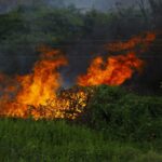 A dramatic image of a forest fire with vibrant flames engulfing thick vegetation.