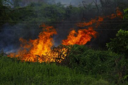 A dramatic image of a forest fire with vibrant flames engulfing thick vegetation.