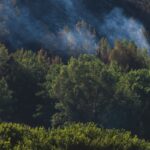 Smoke rises over a recovering forest after a wildfire, highlighting nature's resilience.