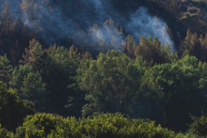 Smoke rises over a recovering forest after a wildfire, highlighting nature's resilience.