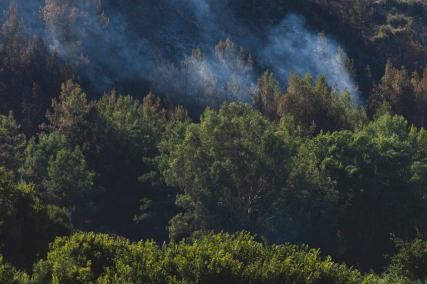 Smoke rises over a recovering forest after a wildfire, highlighting nature's resilience.