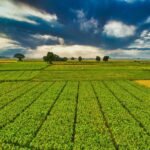 plantation with green crops growing in agricultural farm