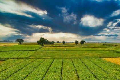 plantation with green crops growing in agricultural farm