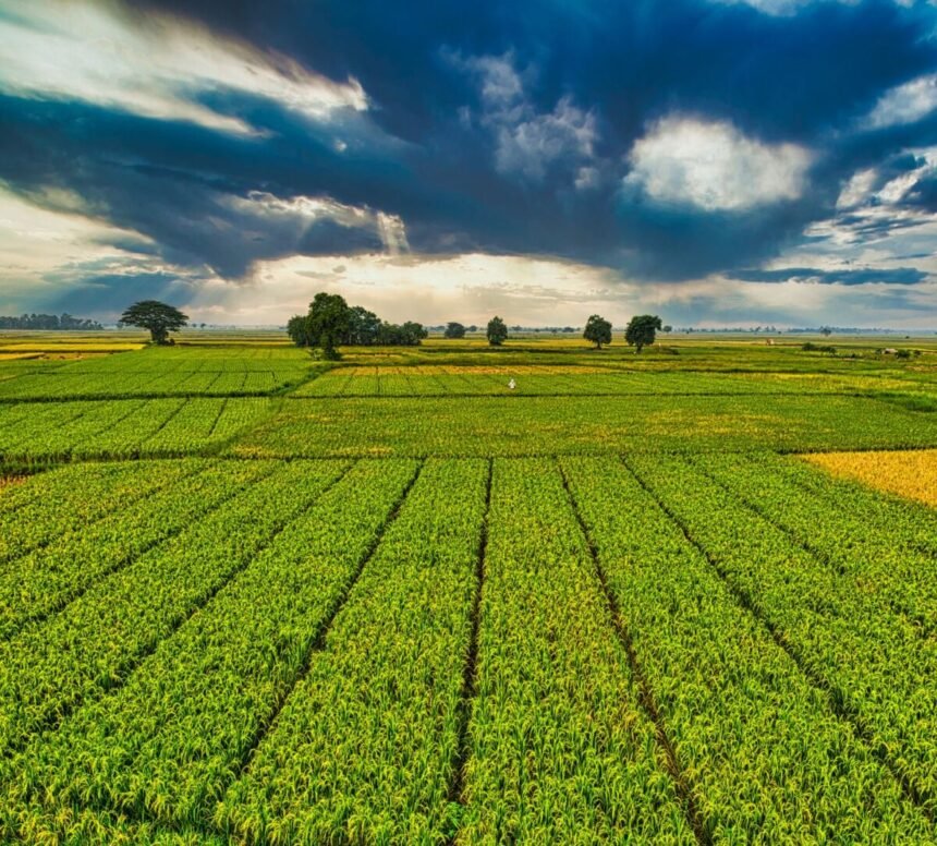 plantation with green crops growing in agricultural farm