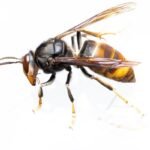 Detailed macro shot of an Asian hornet with a white background, showcasing its unique coloration and features.