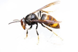 Detailed macro shot of an Asian hornet with a white background, showcasing its unique coloration and features.